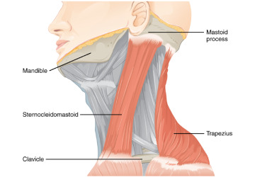 nerve-muscle-disorder