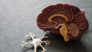 Read more about the article Alzheimer’s And Dementia Care : Daily Tasks
